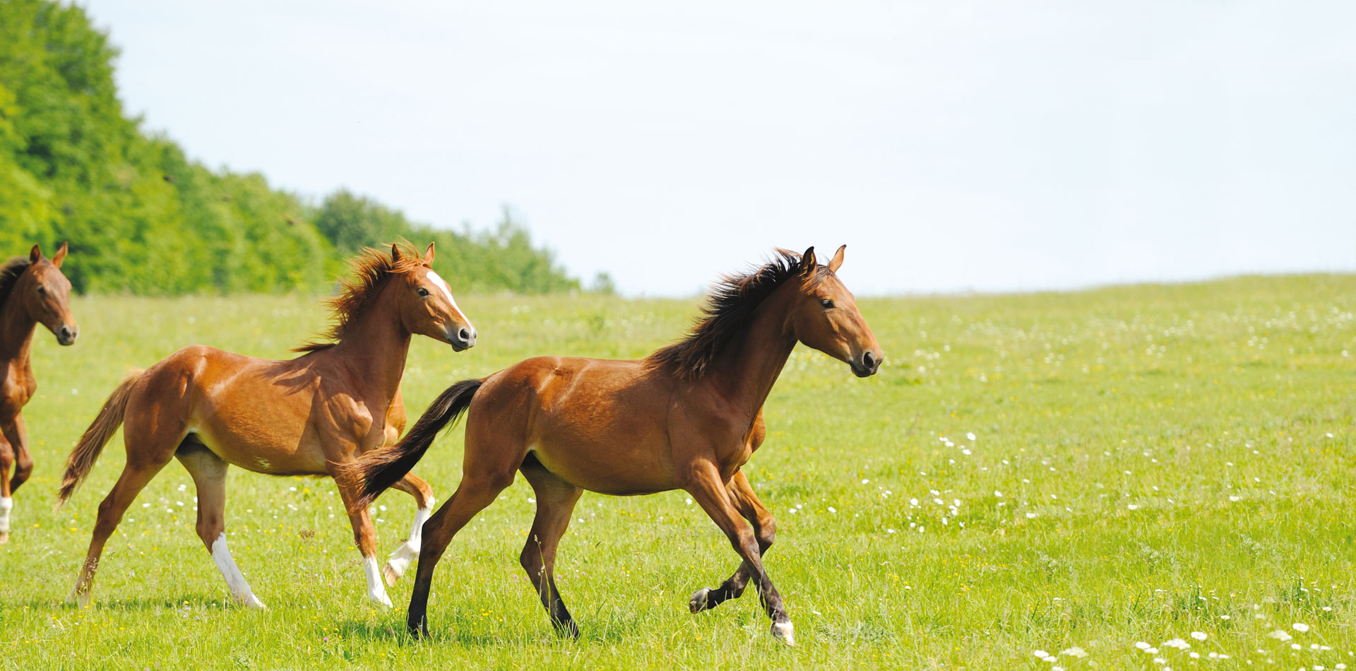 MORANDO Food for Horses