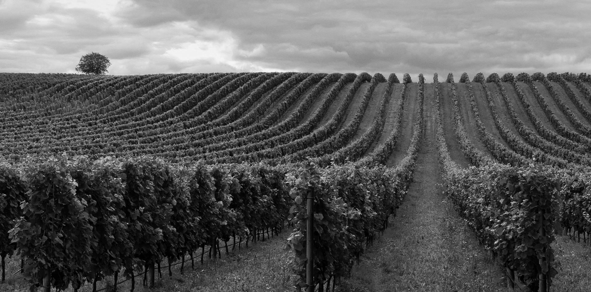 VIGNETI E CANTINE ENRICO MORANDO